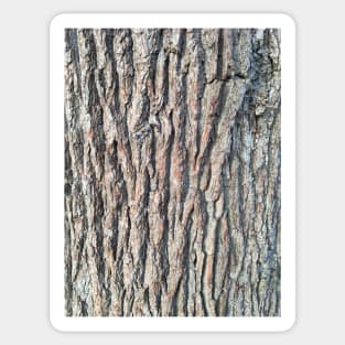 Bark - unknown #2 Sticker